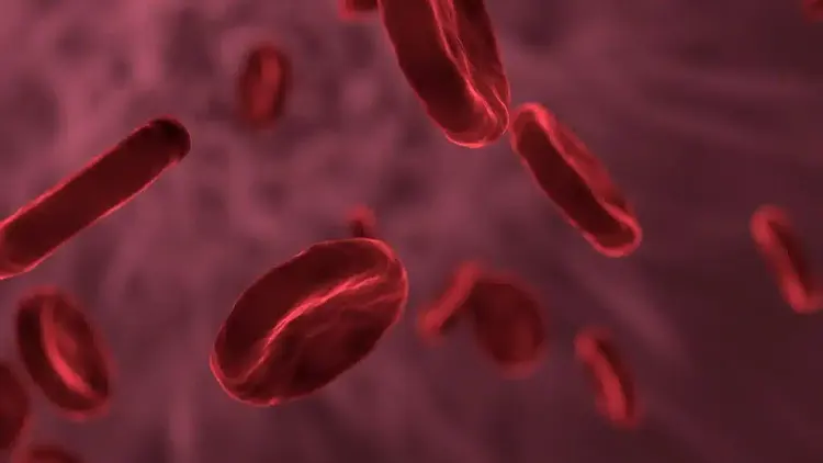 Estudo revela como glóbulos vermelhos podem ajudar a prever risco de morte e enfartes