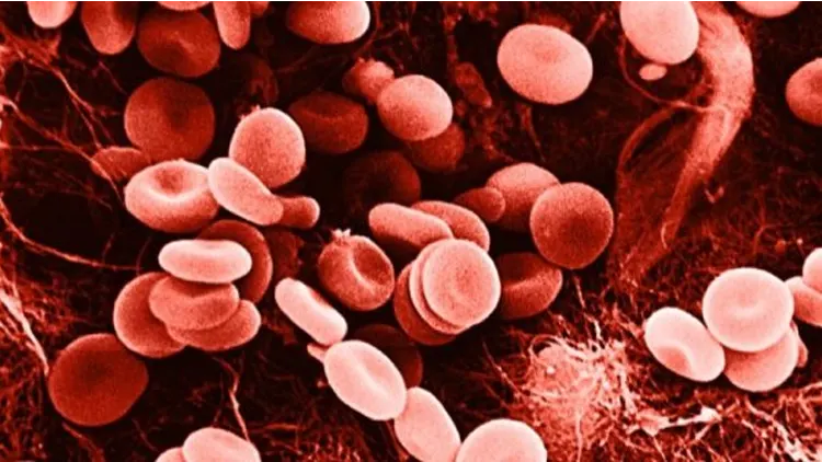 Estudo revela como glóbulos vermelhos podem ajudar a prever risco de morte e enfartes